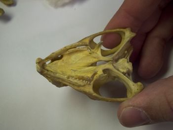 Media type: image;   Herpetology R-4702